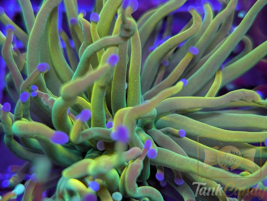 SBB Rapunzel Grail WYSIWYG TC2 LARGE [MUST]