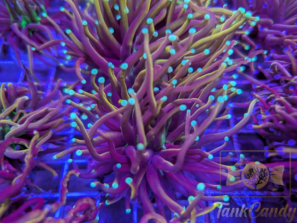 TC Orange Peel WYSIWYG TC4