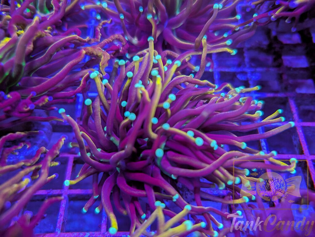 TC Orange Peel WYSIWYG TC5