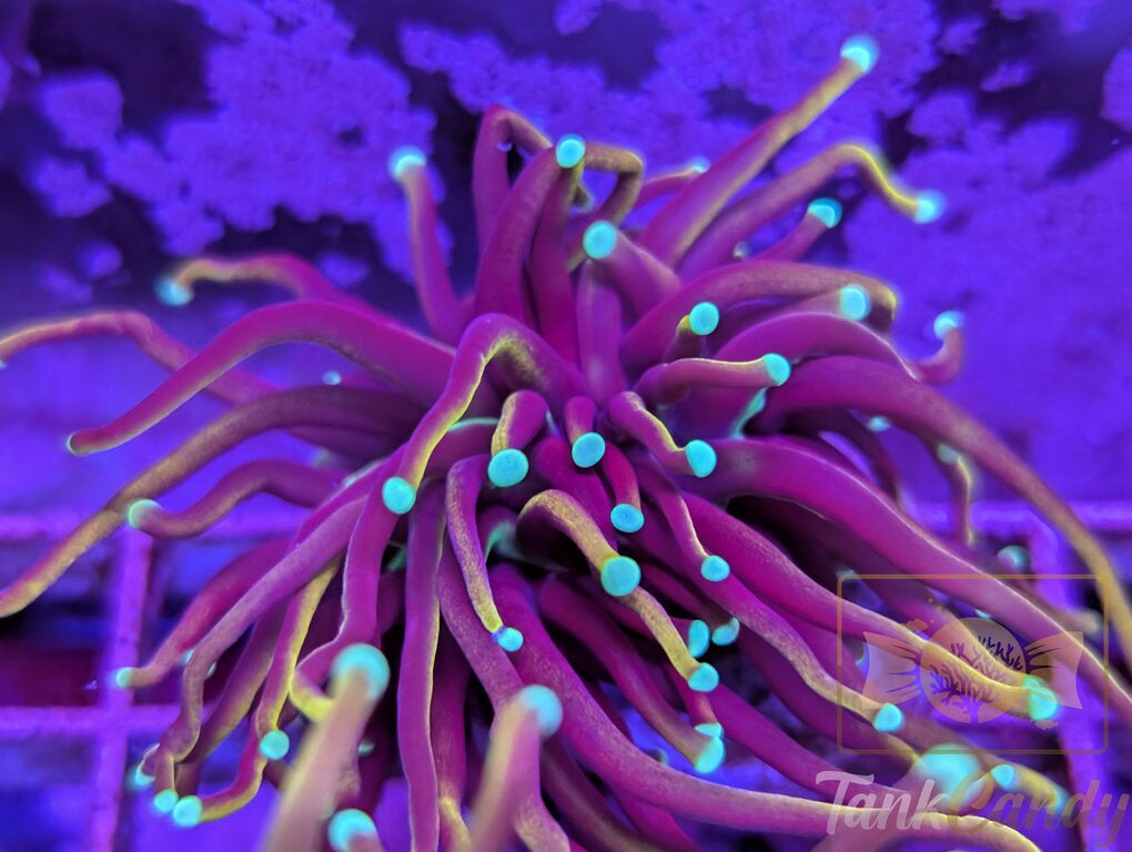 TC Orange Peel WYSIWYG TD1