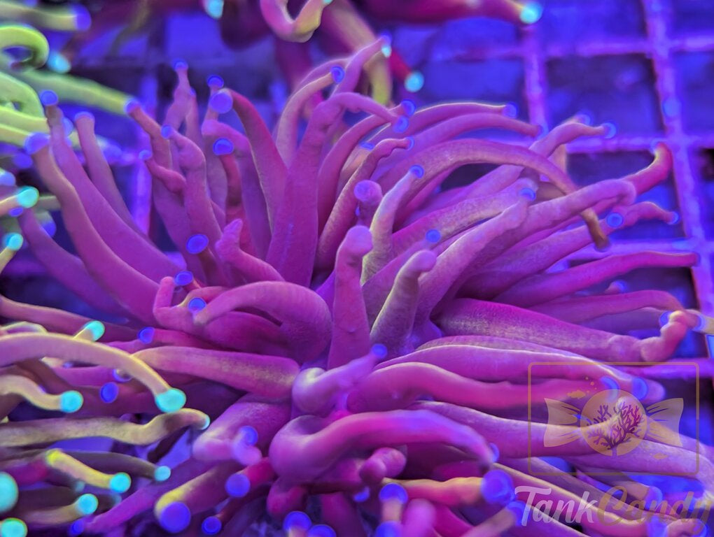 TC Indo Gold WYSIWYG TD3