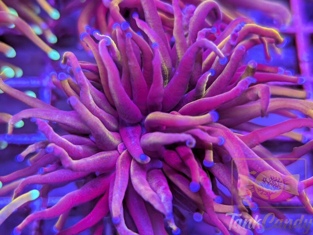 TC Indo Gold WYSIWYG TD4