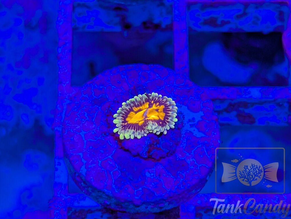 CB Grand Master Strat WYSIWYG ZA3