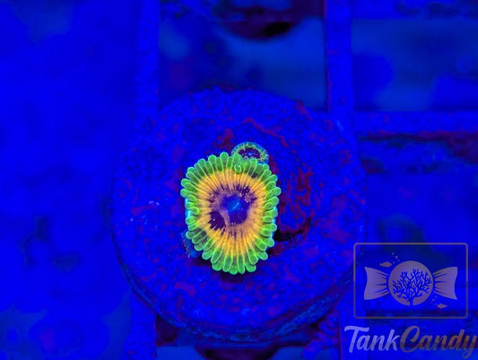 Hallucination Zoa Double +Baby WYSIWYG [MUST] ZA4