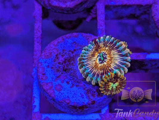 Salted Agave Zoa Double WYSIWYG ZA5