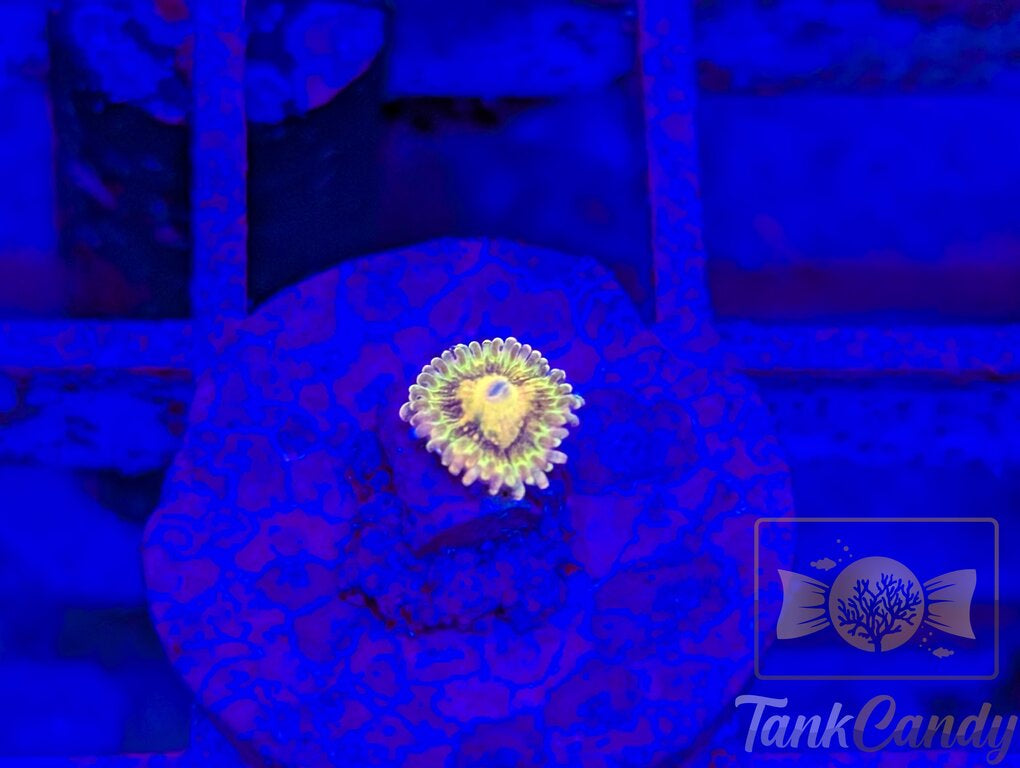 CK Bitcoin (OG) Zoa WYSIWYG ZB2