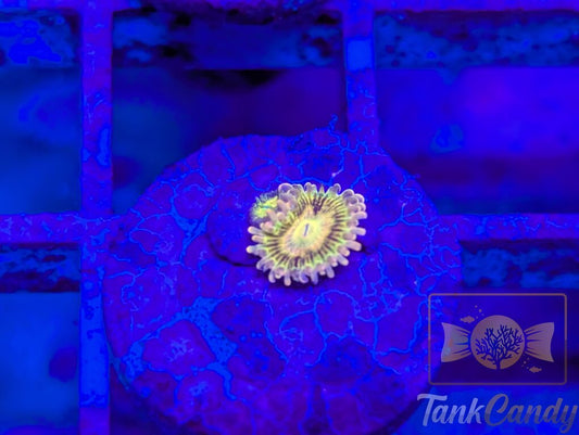 CK Bitcoin (OG) Zoa WYSIWYG ZB3