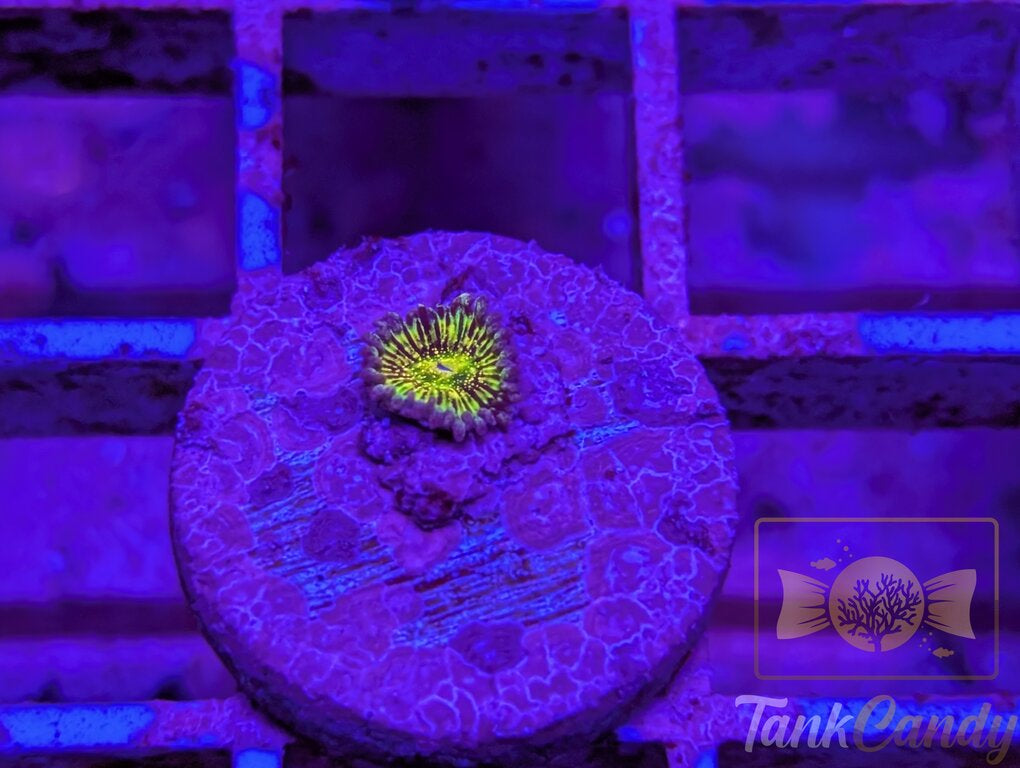 Grim Reaper Zoa WYSIWYG ZB7