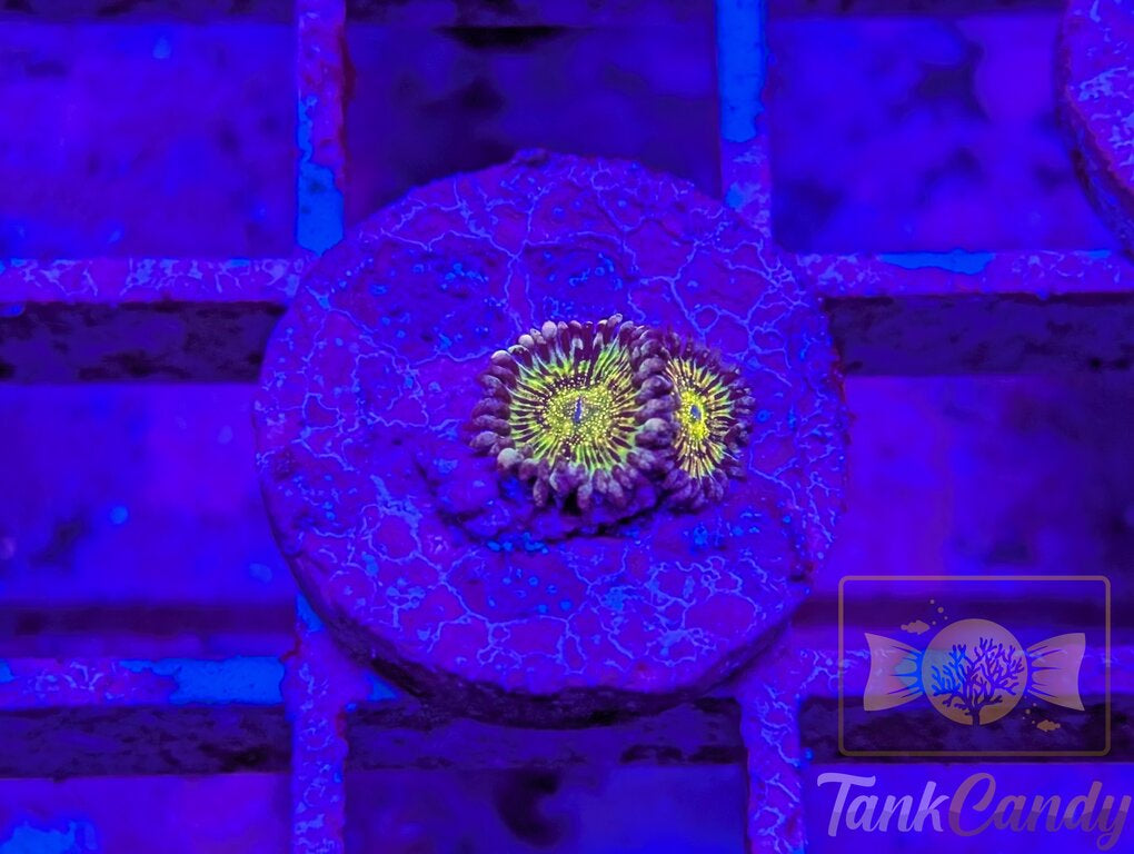 Grim Reaper Zoa (Double) WYSIWYG ZB9