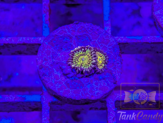 Grim Reaper Zoa (Double) WYSIWYG ZB9