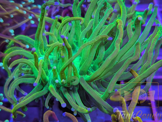 TC Holy Grail WYSIWYG TD5