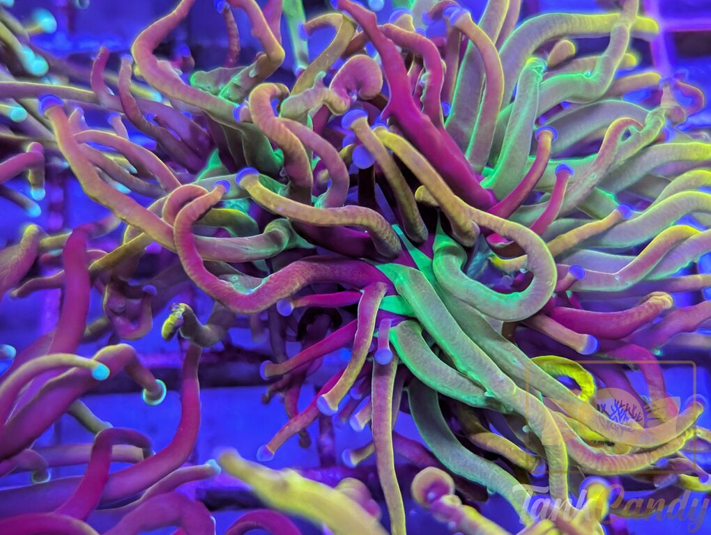 Ultra NY Nicks Torch (Double) WYSIWYG [MUST] TD6