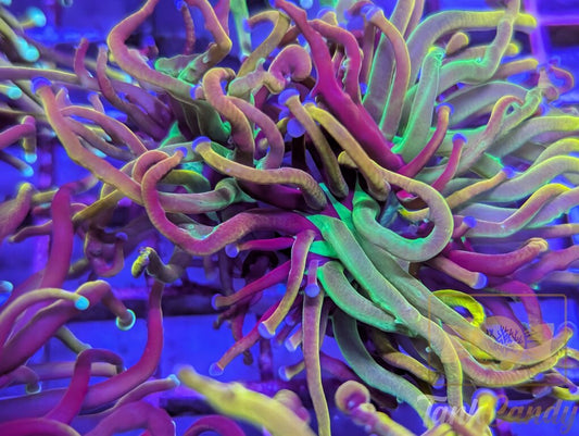 Ultra NY Nicks Torch (Double) WYSIWYG [MUST] TD6