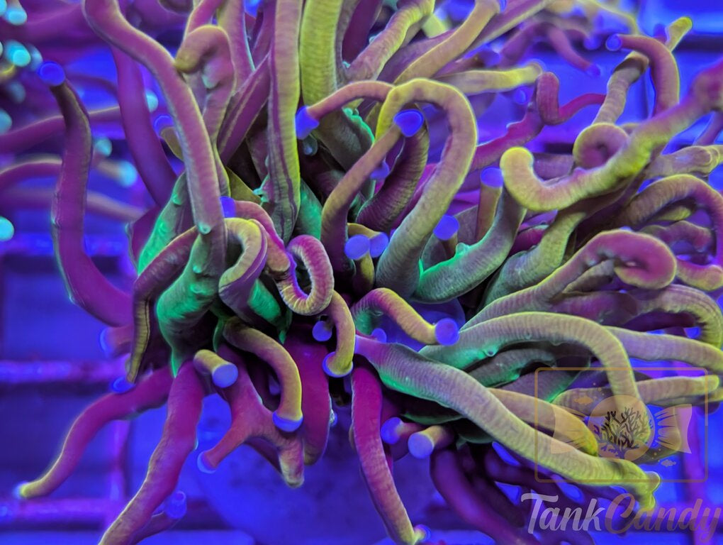 Ultra NY Nicks Torch WYSIWYG [MUST] TD7