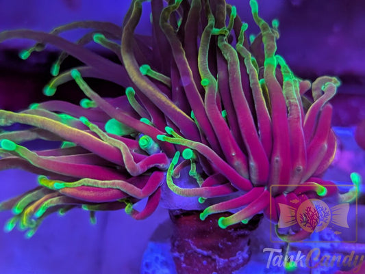 Hellfire Torch WYSIWYG TA1