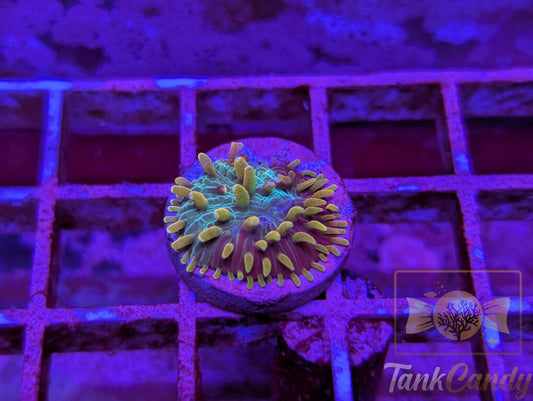 TC Orange Tip Disarias WYSIWYG PE1