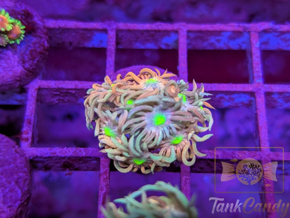 TC Raspberry Punch Goni WYSIWYG [MUST] GC1