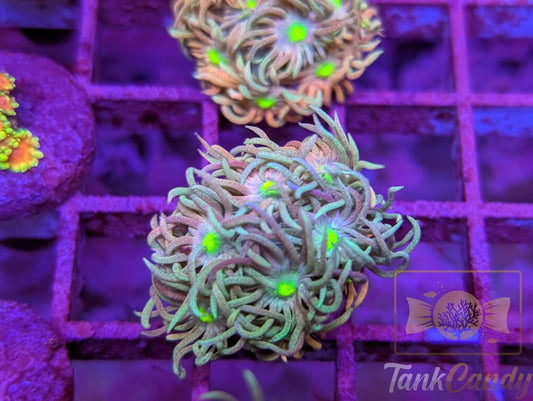 TC Raspberry Punch Goni WYSIWYG [MUST] GC2