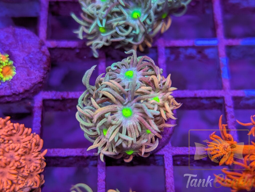 TC Raspberry Punch Goni WYSIWYG [MUST] GC3