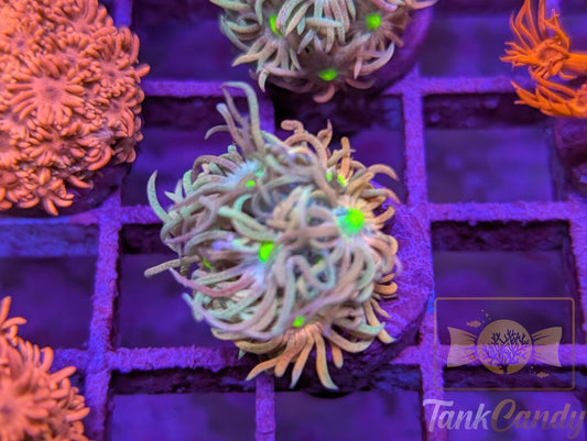 TC Raspberry Punch Goni WYSIWYG [MUST] GC4