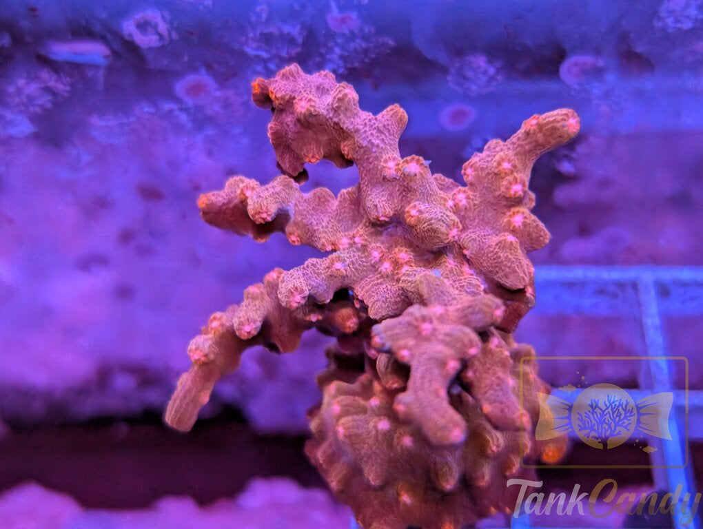 Branching Cyphastria WYSIWYG SA1