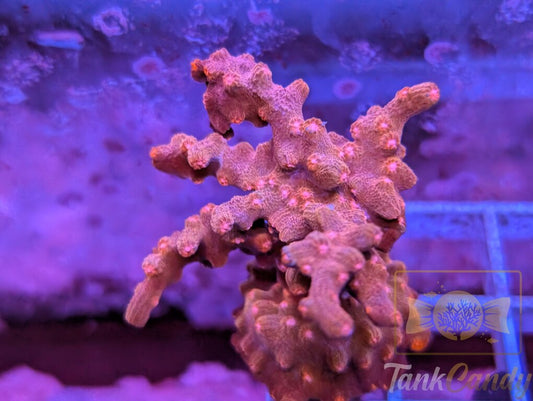 Branching Cyphastria WYSIWYG SA1