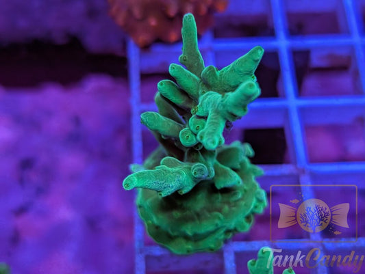 Ora Hawkins Echinata WYSIWYG SA2