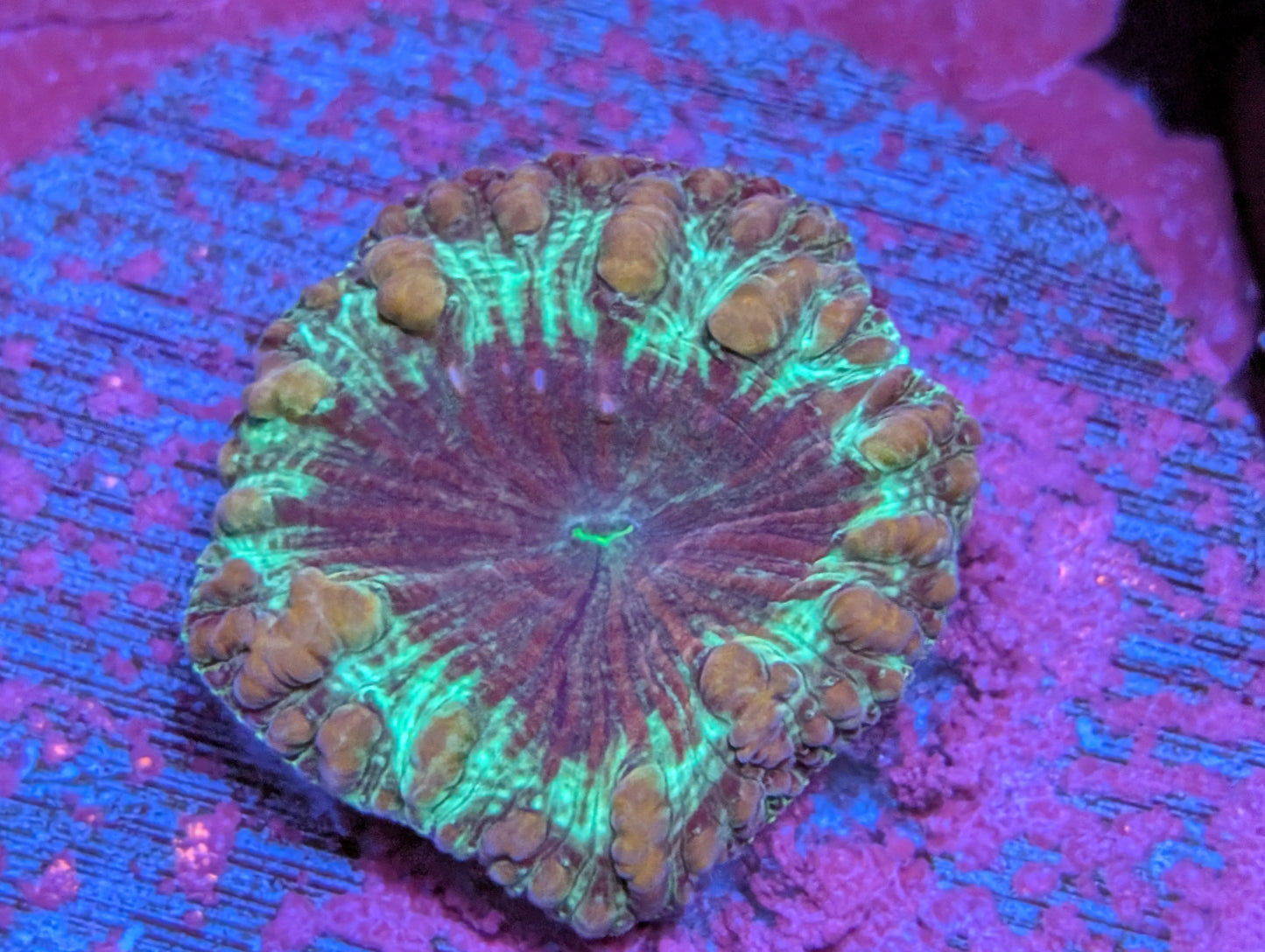 TC Bubble Blaster Blastomussa