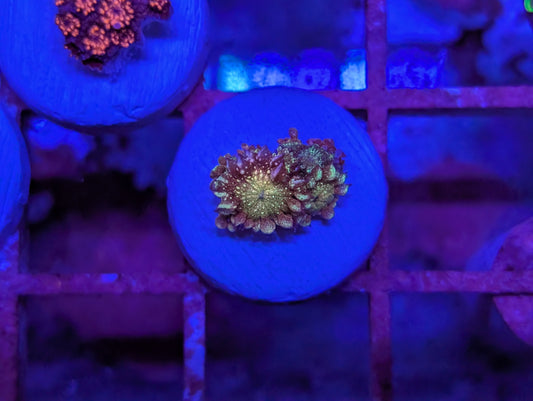 TankCandy Rainbow Glitter Goni WYSIWYG [MUST] GZ4