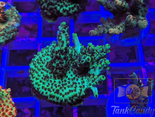 TankCandy Blueberry Fields WYSIWYG SPS SD5