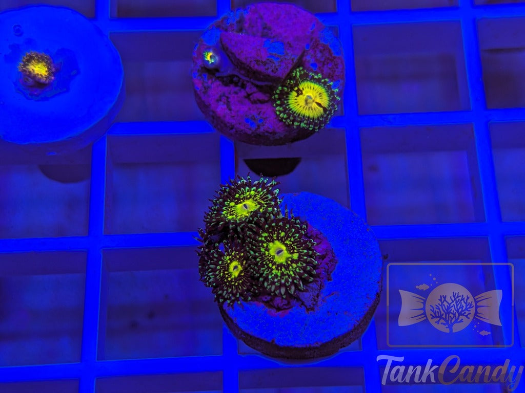 UC Grim Reaper Zoa Triple WYSIWYG ZB9