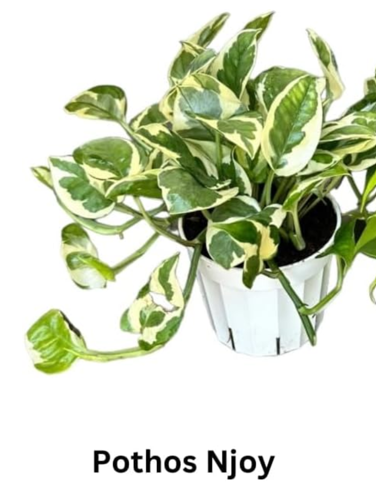 Live Co2 Absorbing Plants