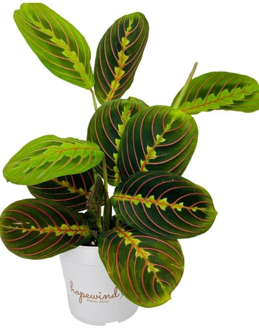 Live Co2 Absorbing Plants