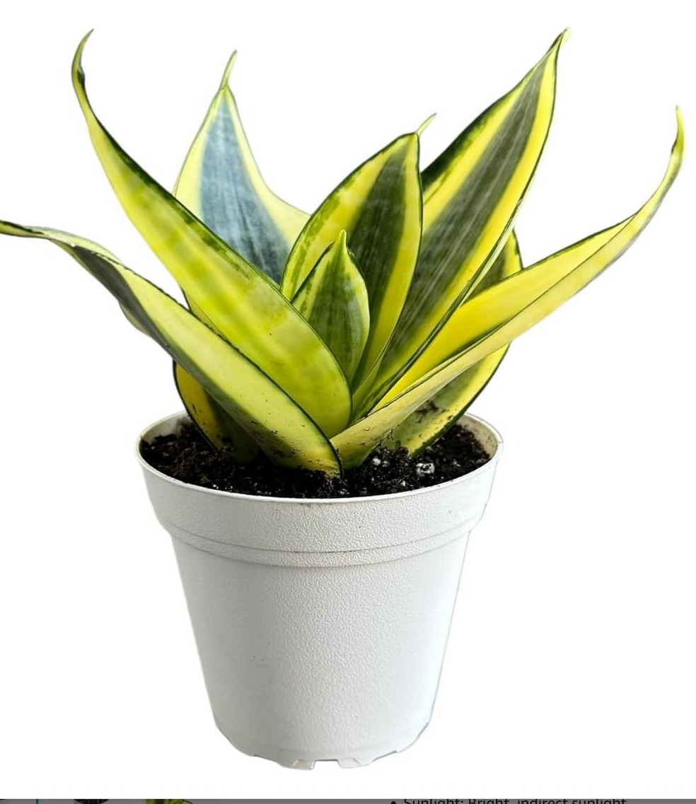 Live Co2 Absorbing Plants