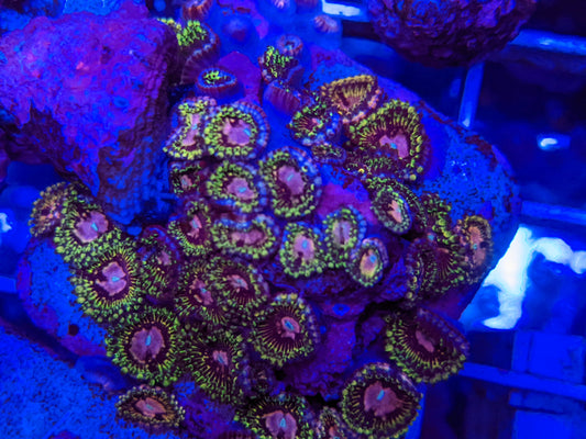 Purple Monster zoa