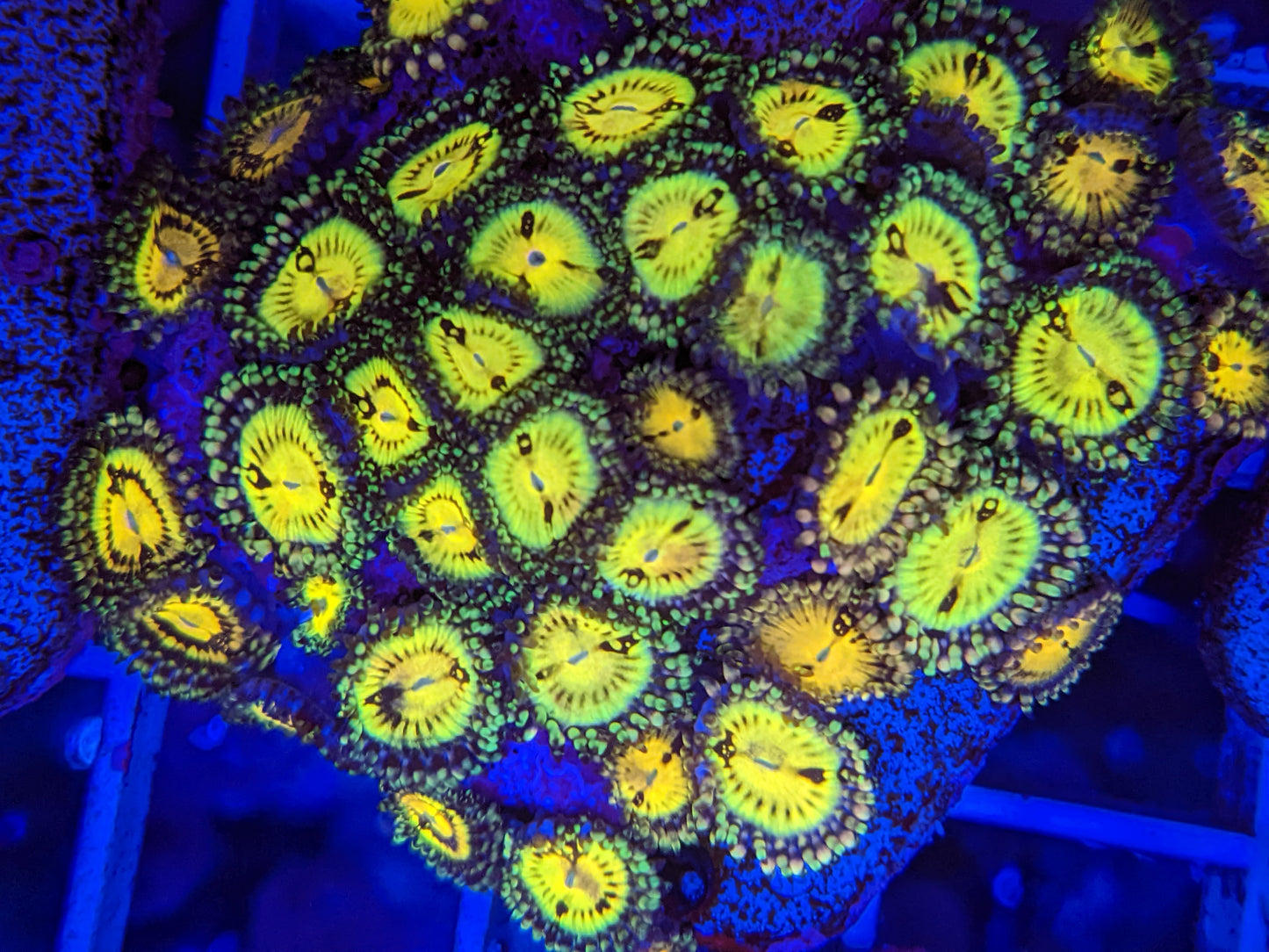 TankCandy FunkyPups Zoa