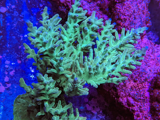 ORA Hawkins Acropora Echinata