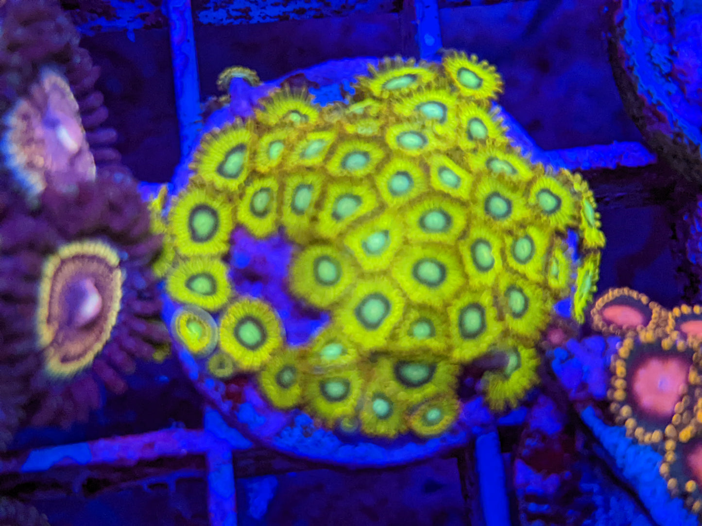 Pikachu Zoa