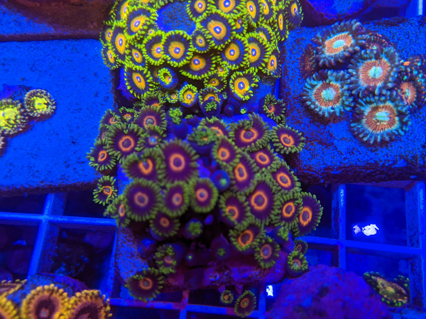 Purple Heart Zoa