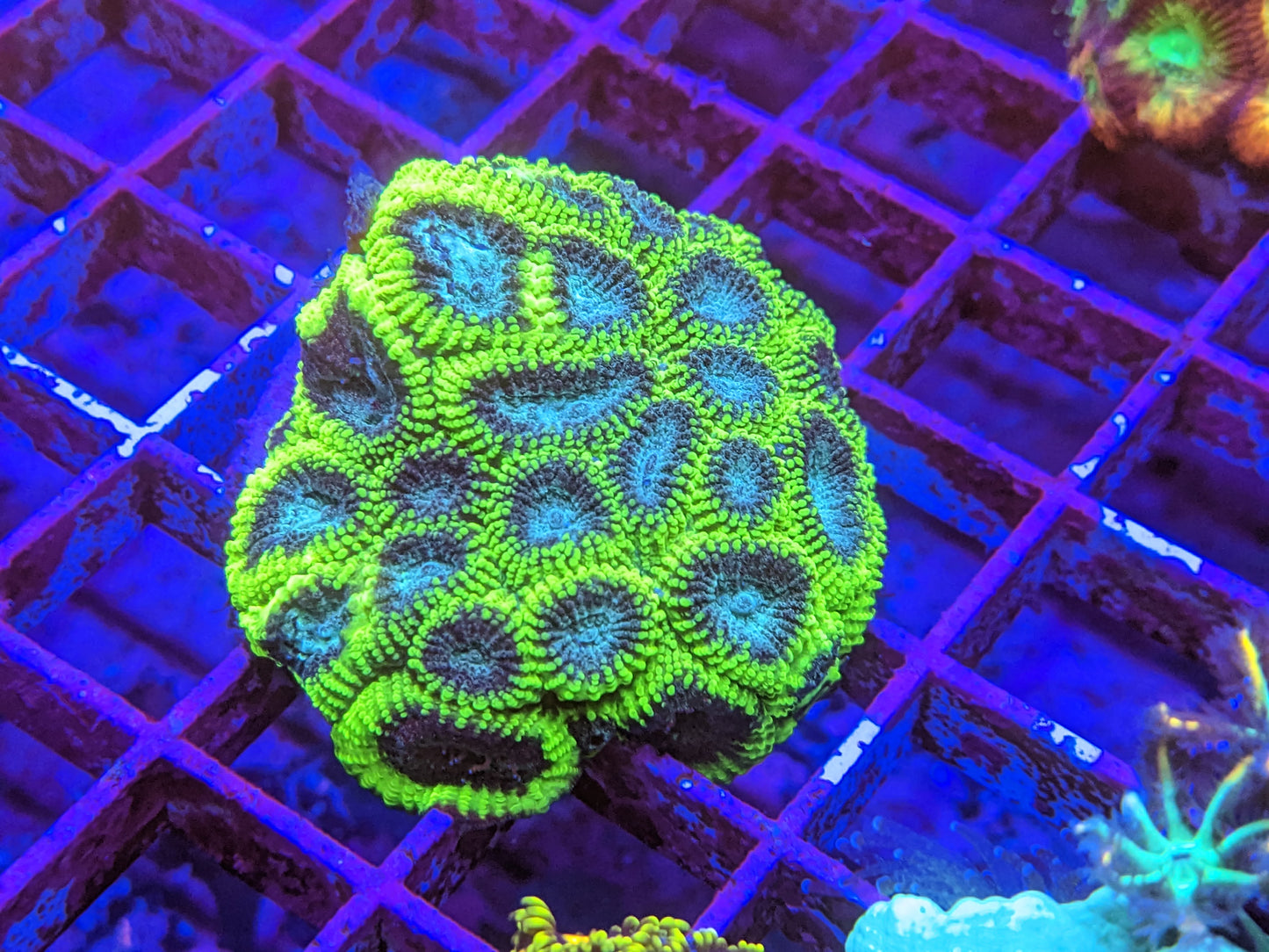 Ultra Neon Green Favia